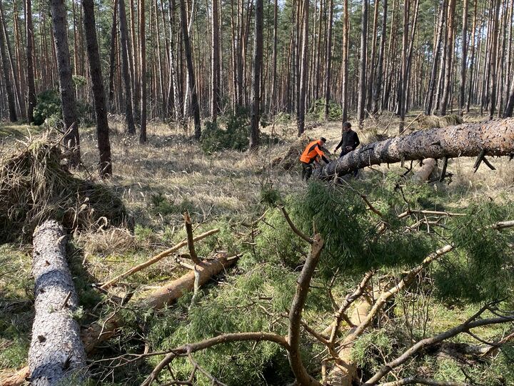 Wald nach Sturmschäden