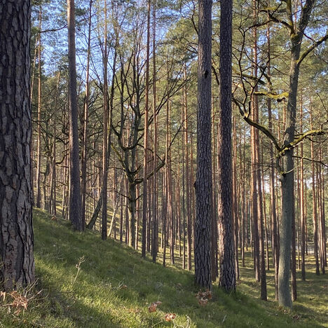 Brandenburger Kiefernwald