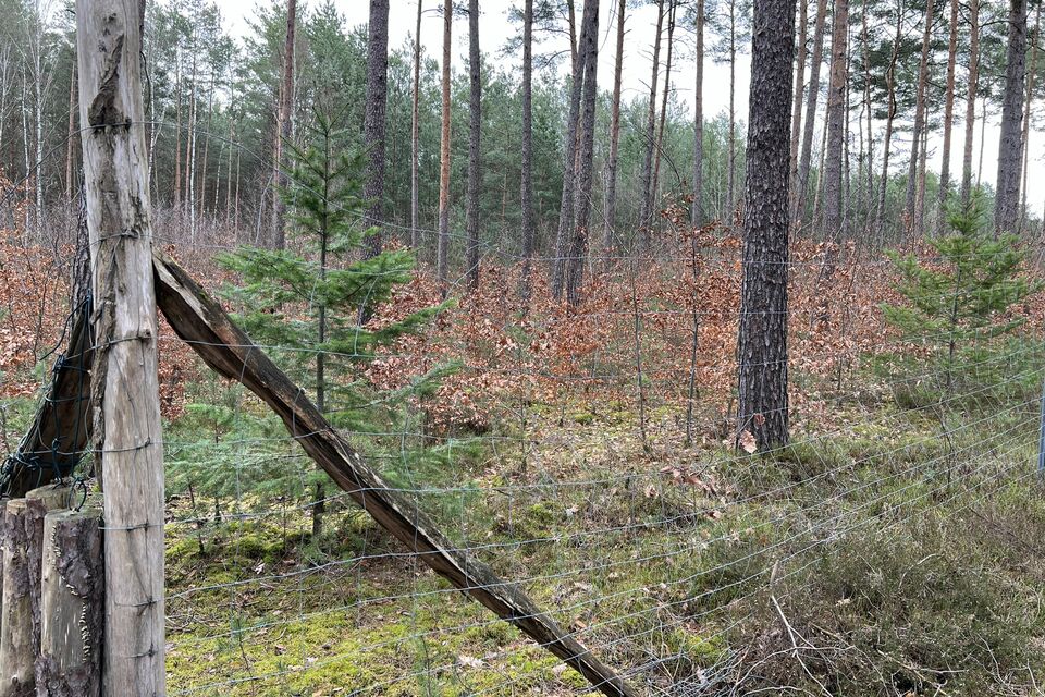 Waldumbau und Waldverjüngung