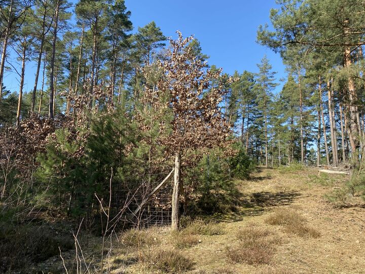 Waldverjüngung